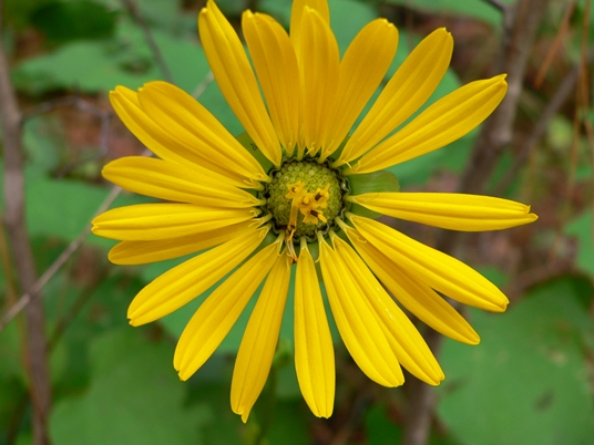 {Silphium terebinthinaceum}